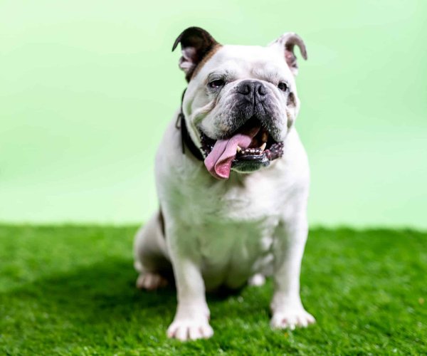 How to Introduce Clicker Training to a Stubborn English Bulldog?